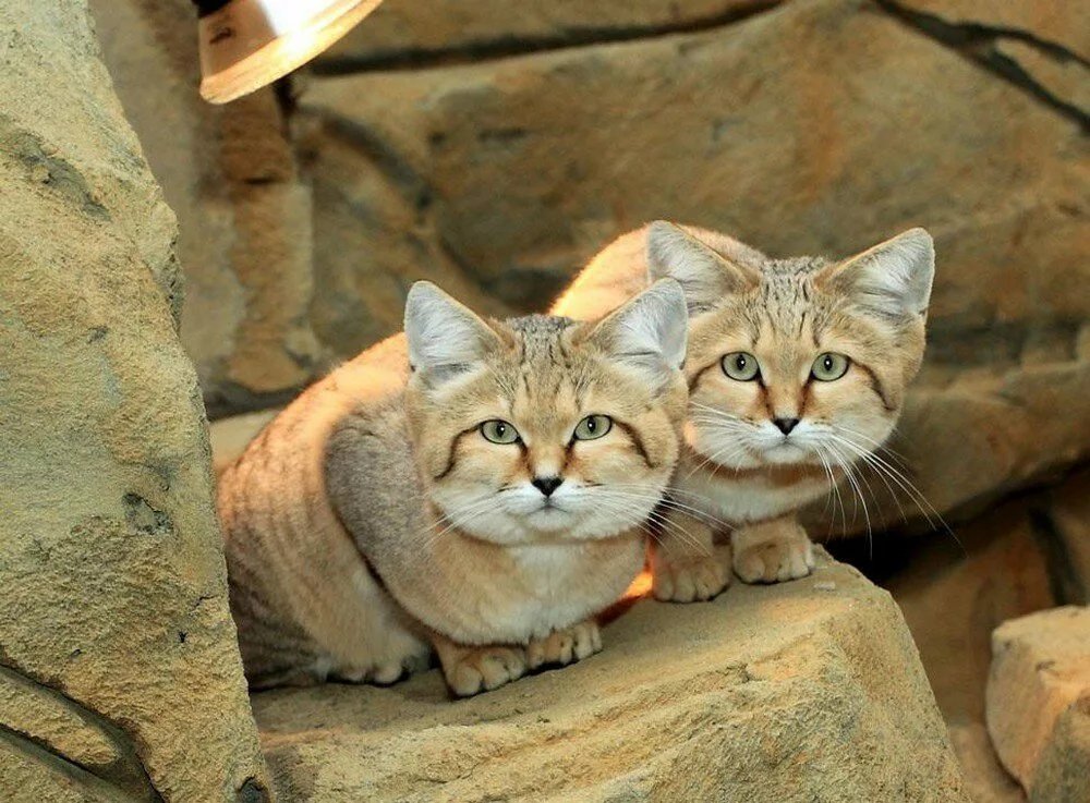 Барханная кошка картинки