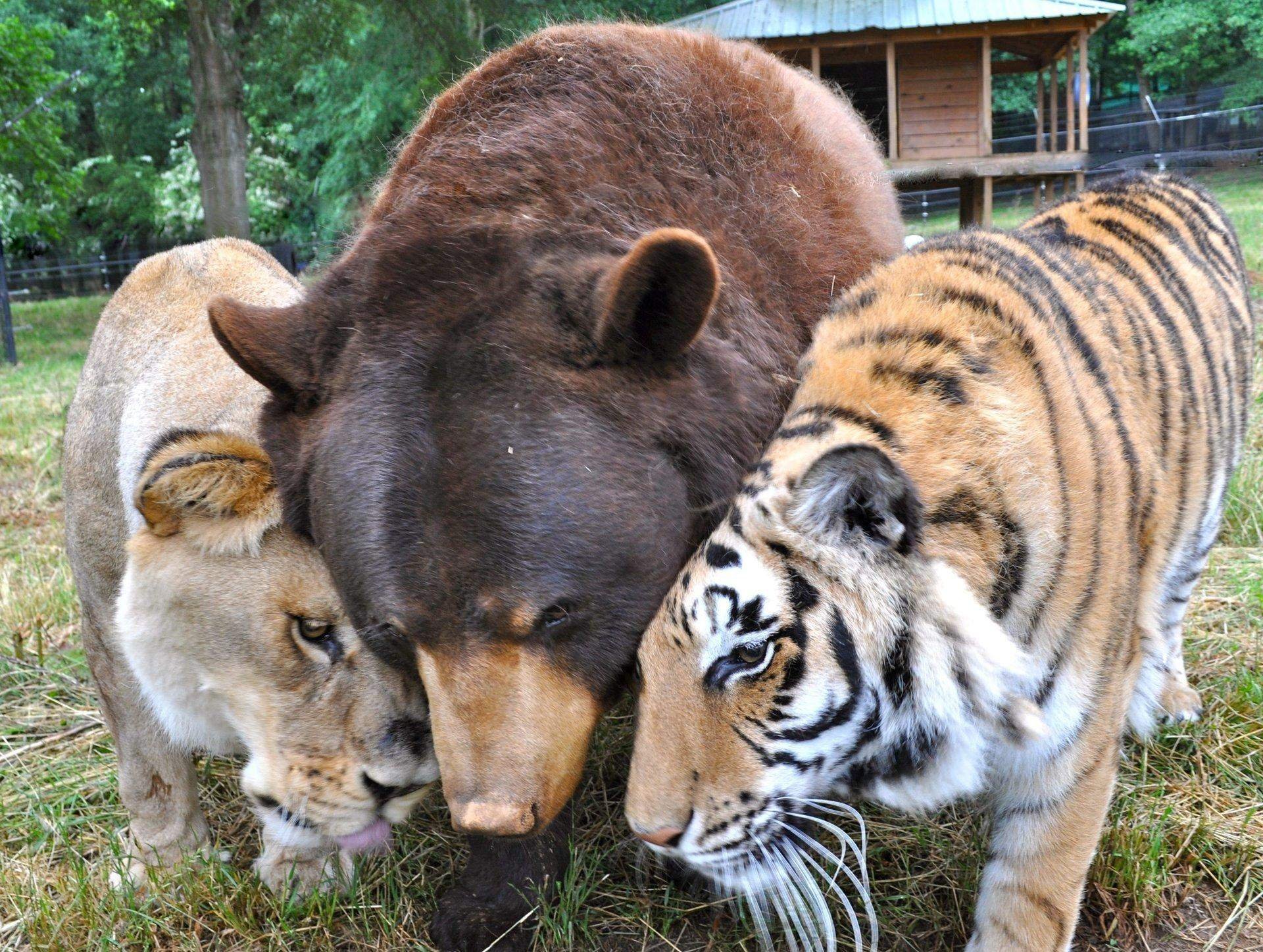 Лев Лео тигр Шерхан и медведь балу