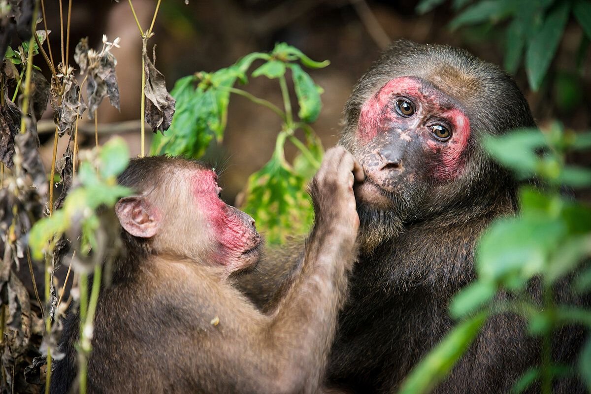 Macaca arctoides (Stump-tailed macaque)