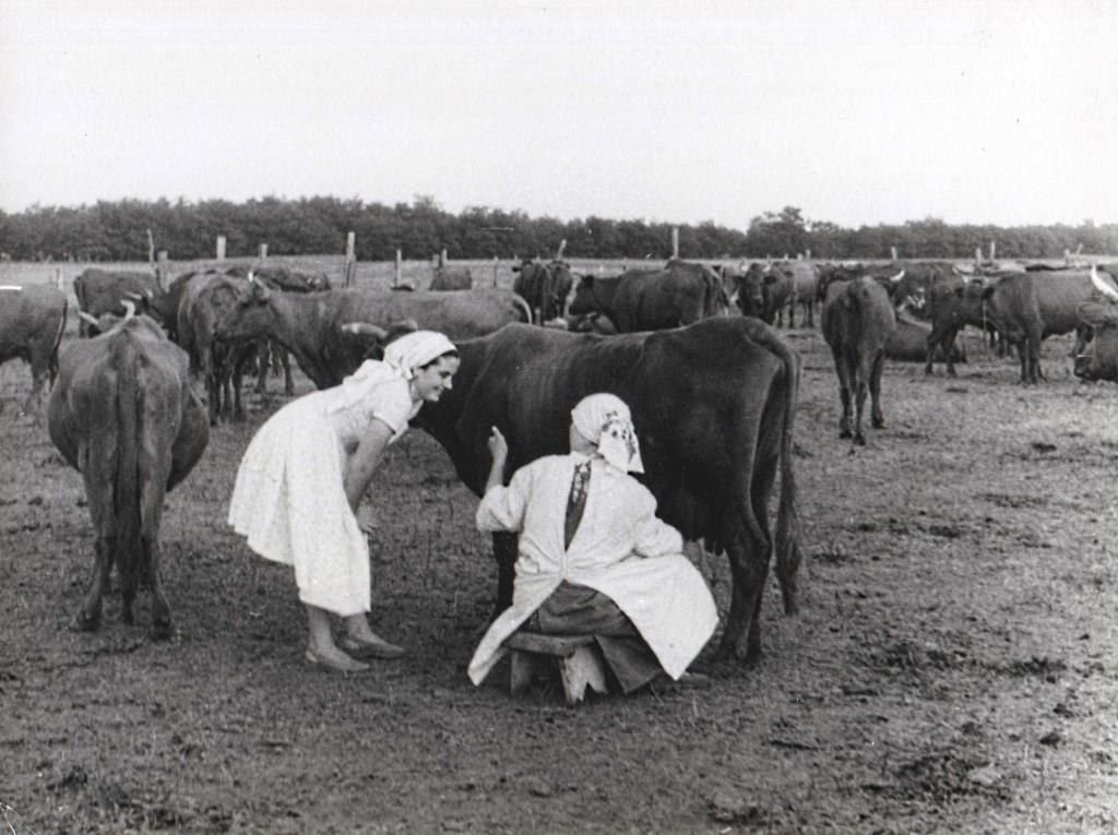 Подряд доярку. Колхоз путь крестьянина Ивановской области в 1950г. Доярки СССР. Доярка в колхозе. Колхоз коровы.