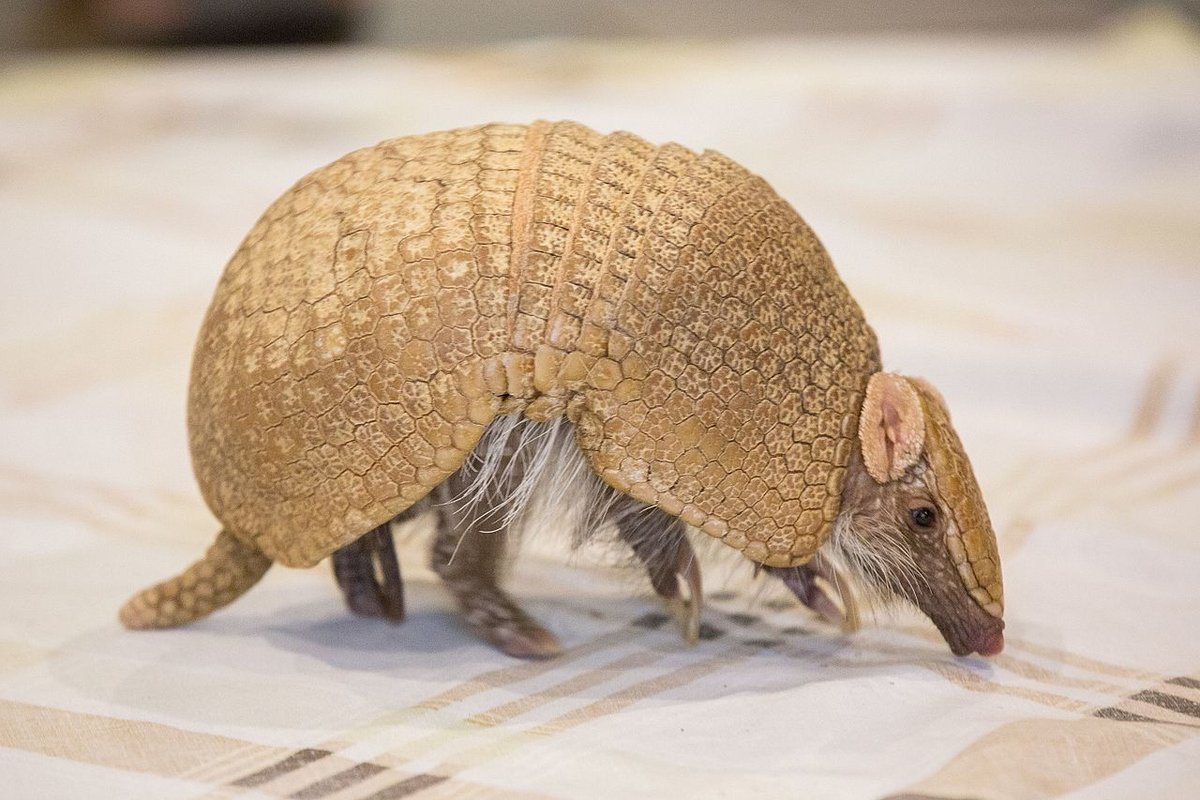 Armadillo Siena