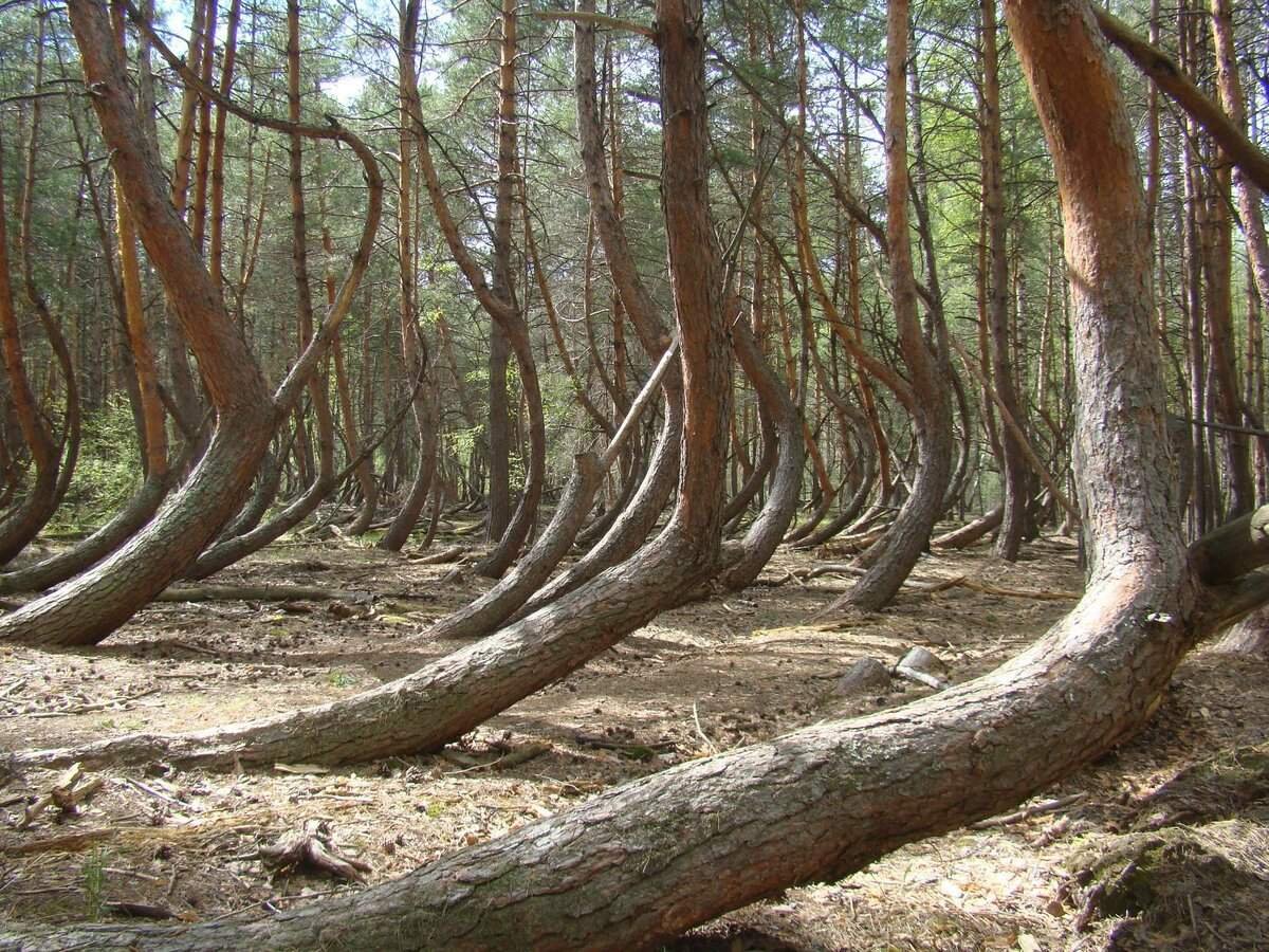 Танцующий лес Рязань