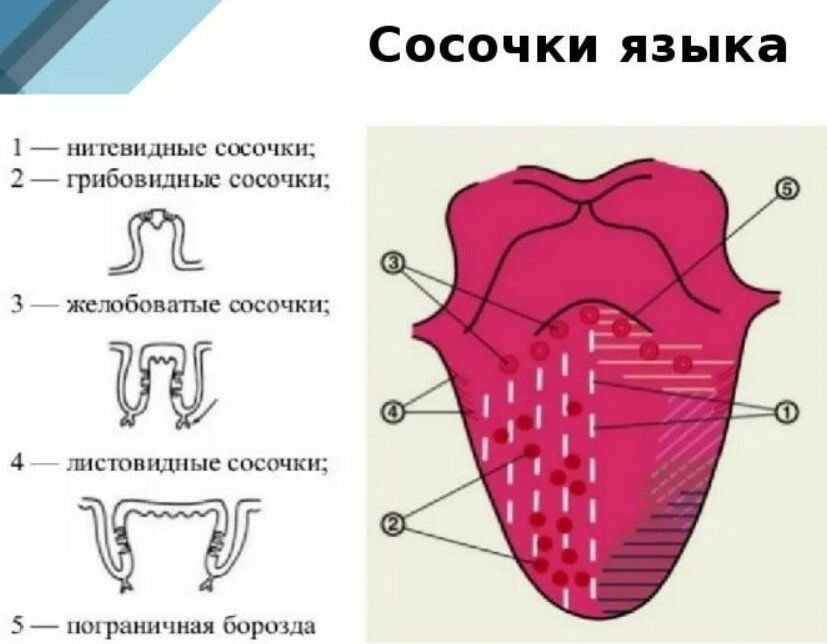 Расположение языка. Нитевидный сосочек языка располагаются. Желобоватый сосочек языка анатомия. Нитевидный сосочек языка строение.