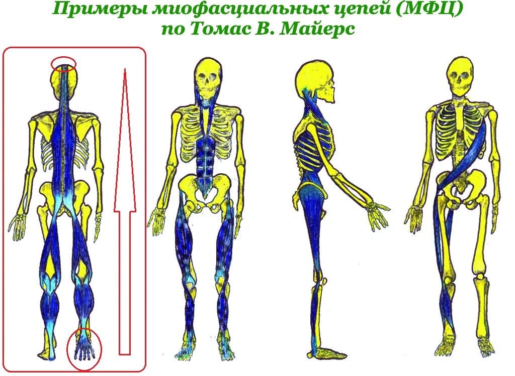 Мышечные поезда. Миофасциальные поезда Майерс.