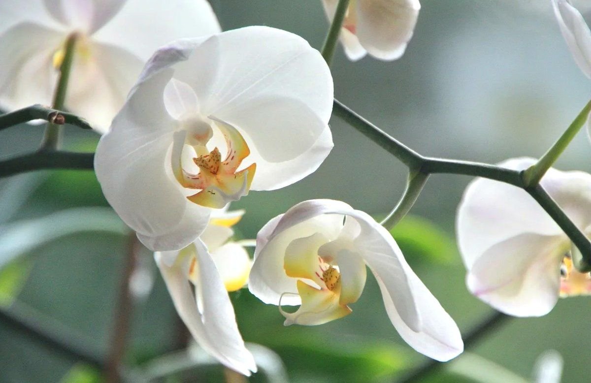 Flowers orchids. Фаленопсис Bahia Blanca. Орхидея фаленопсис белая. Орхидея фаленопсис ваниль. Фаленопсис Алтея.