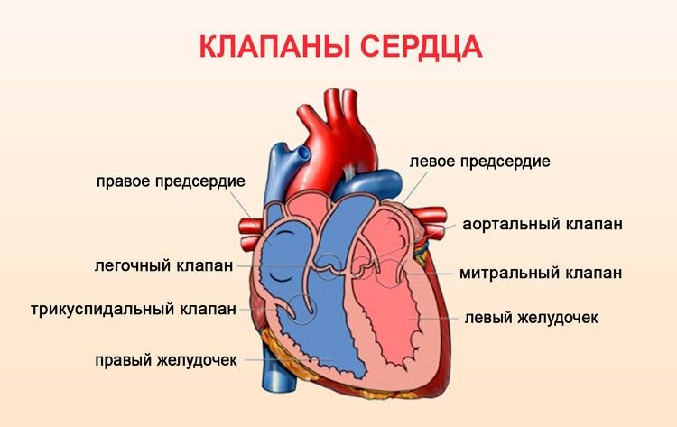 Сердце и клапаны схема