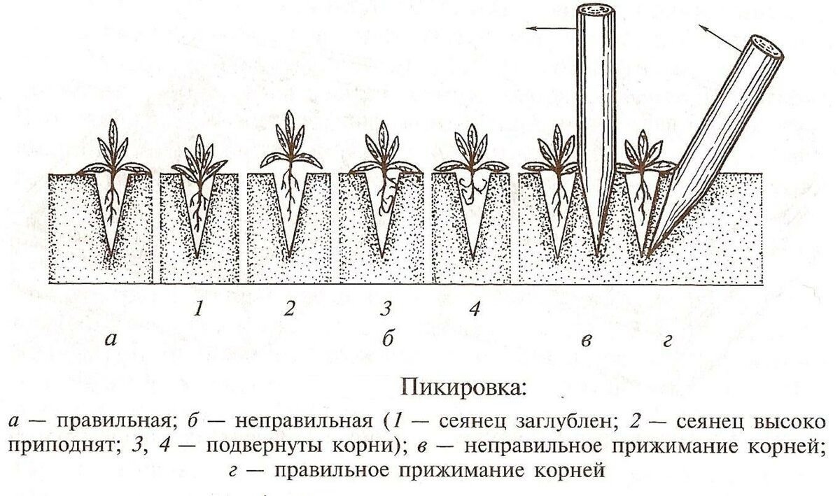 Что такое пикировка рассады. Пикирование сеянцев томата. Пикировка корня растения. Пикировку сеянцев проводят. Пикировка томатов корень.