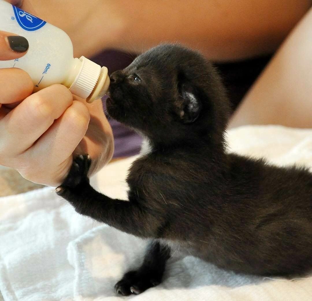 Кормление котят. Для вскармливания котят. Вскармливание новорожденных котят. Выкармливание новорожденных котят.
