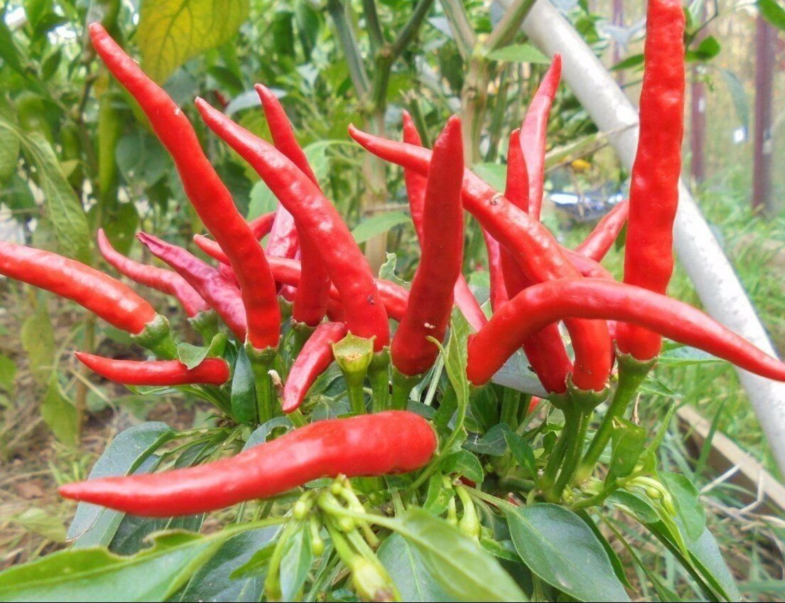 Описание сортов острого перца. Описание сортов острого перца. Семена перец острый чили. Перец острый красный толстяк 0,3г (нк). Описание сортов острого перца.