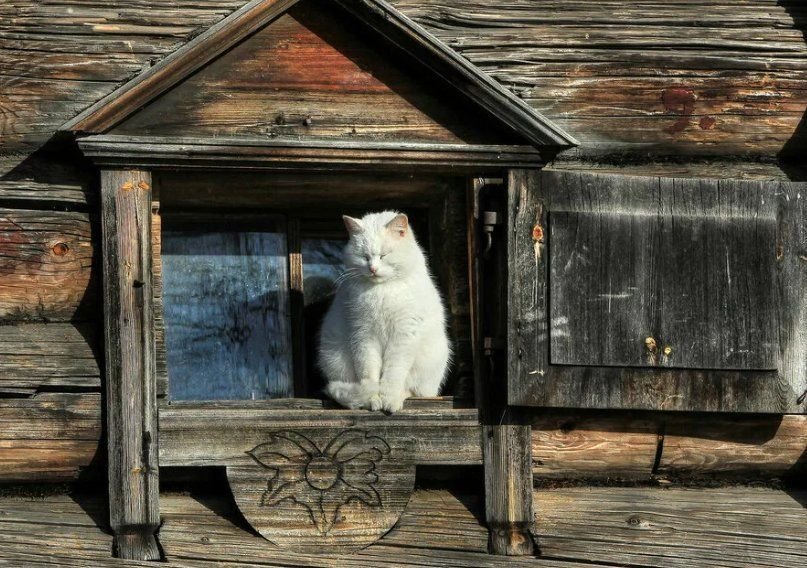 Первые животные на руси. Окно в избе. Кошка в избе. Кошка в деревенском доме. Деревенская изба с кошкой.