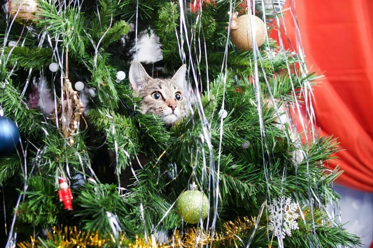 Жалко елки. Кот и елка. Новогодняя елка украшенная дождиком. Кошка и Новогодняя елка. Животные наряжают елку.