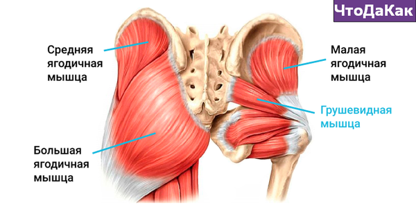 Грушевидная мышца фото ягодиц