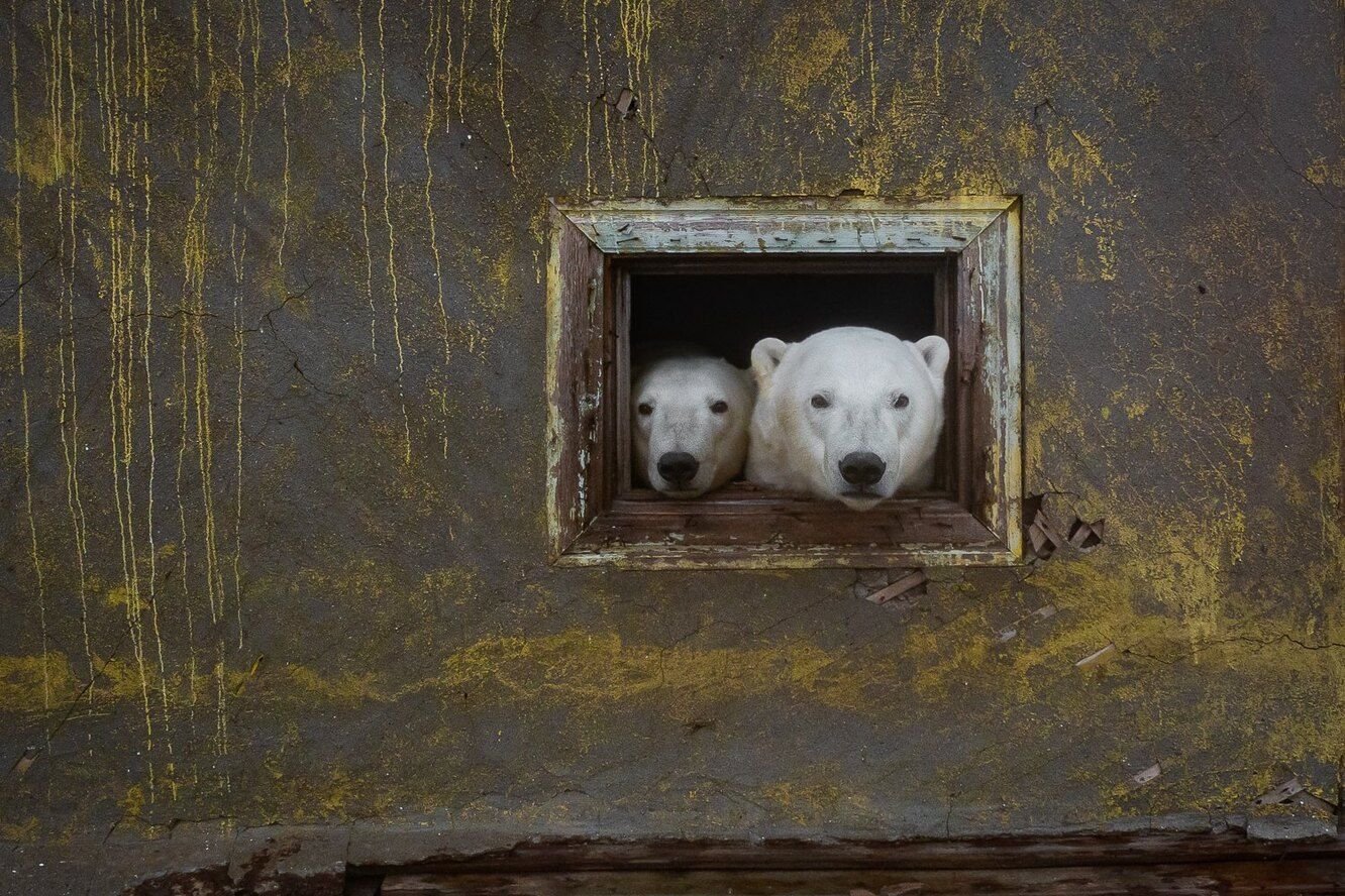 Дмитрий Кох белые медведи на заброшенной метеостанции фото