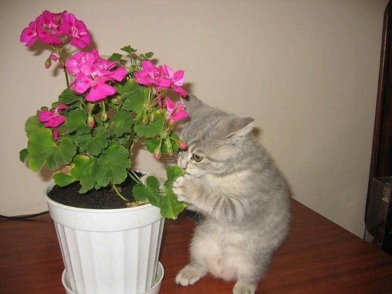 Безопасные цветы для кошек с фото и названиями