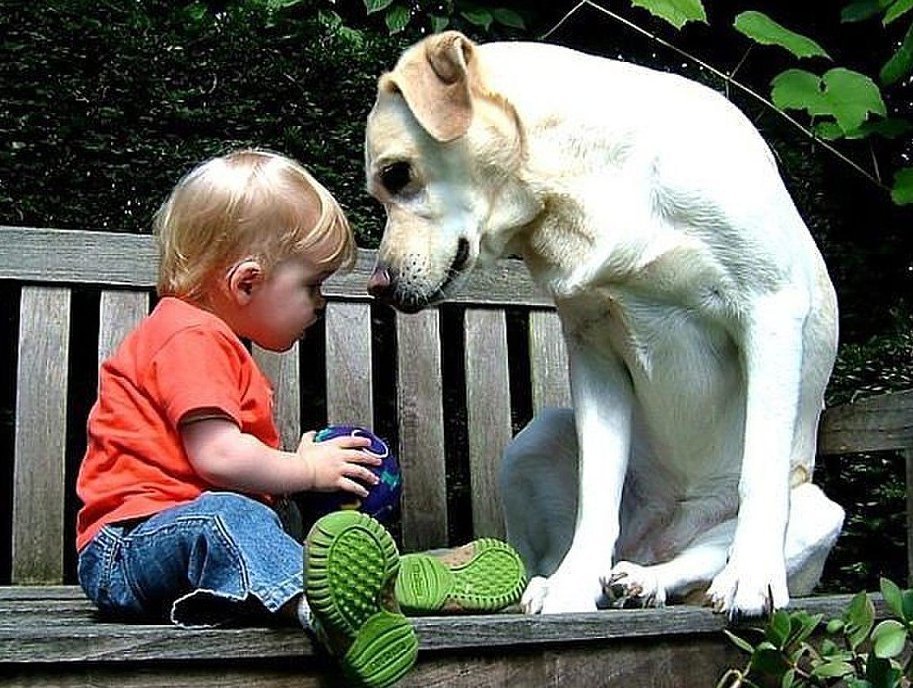 Животные дети просмотра. Для детей. Животные. Забавные дети и животные. Собака для детей. Дети и животные юмор.