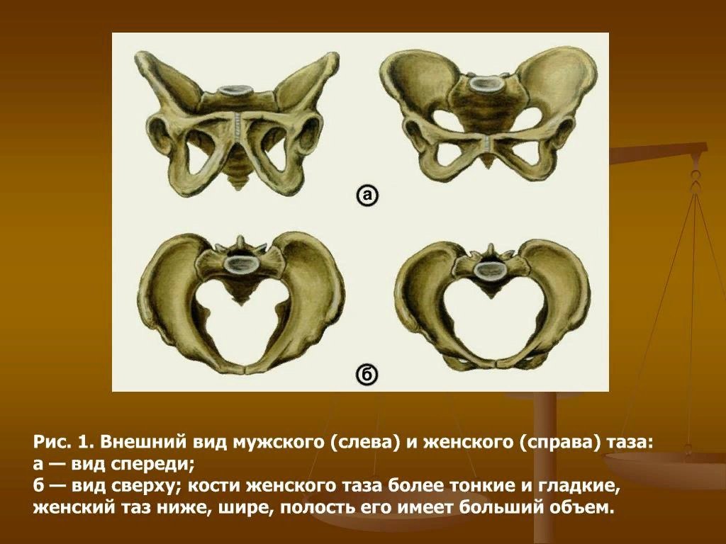 Что такое малый таз у мужчин фото и описание