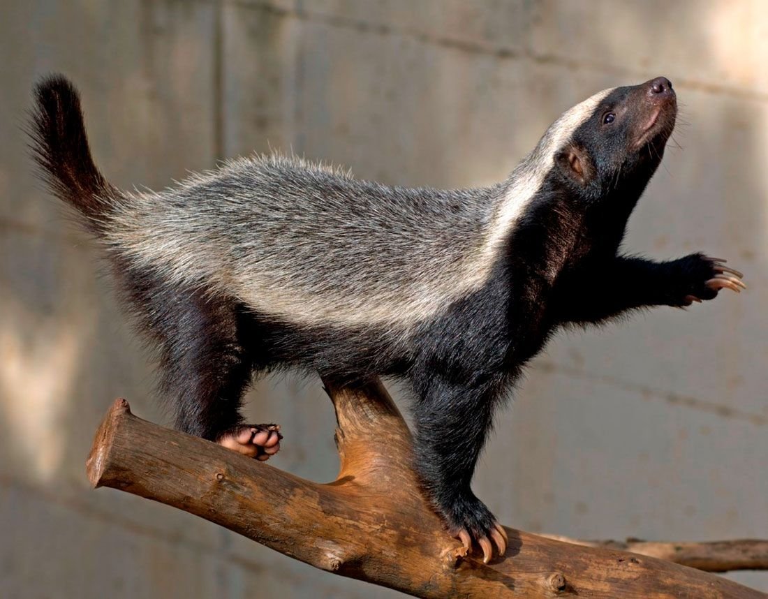 культовый зверь 5 букв. кольцехвостый мунго. мадагаскар. кошачий лемур ареал. культовый зверь 5 букв.