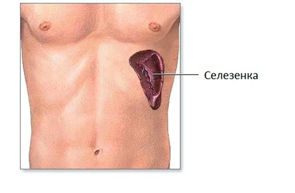 Анатомия человека печень, селезенка. Где у человека находится сиилюзенка. Гк находится сеоещенка. Где гаходиться селезёнка. Расположение селезенки у человека.