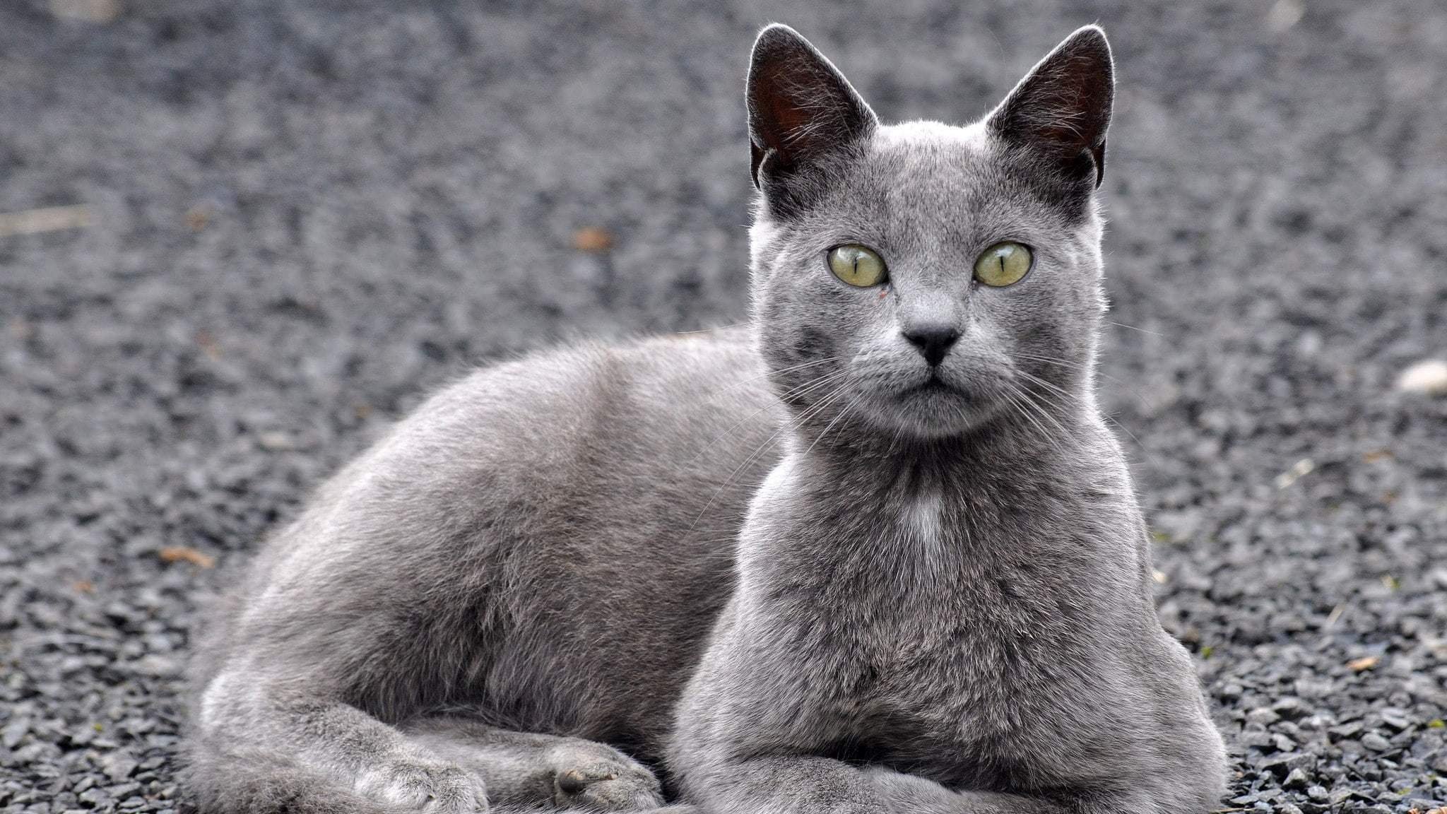Анатолийский кот серый
