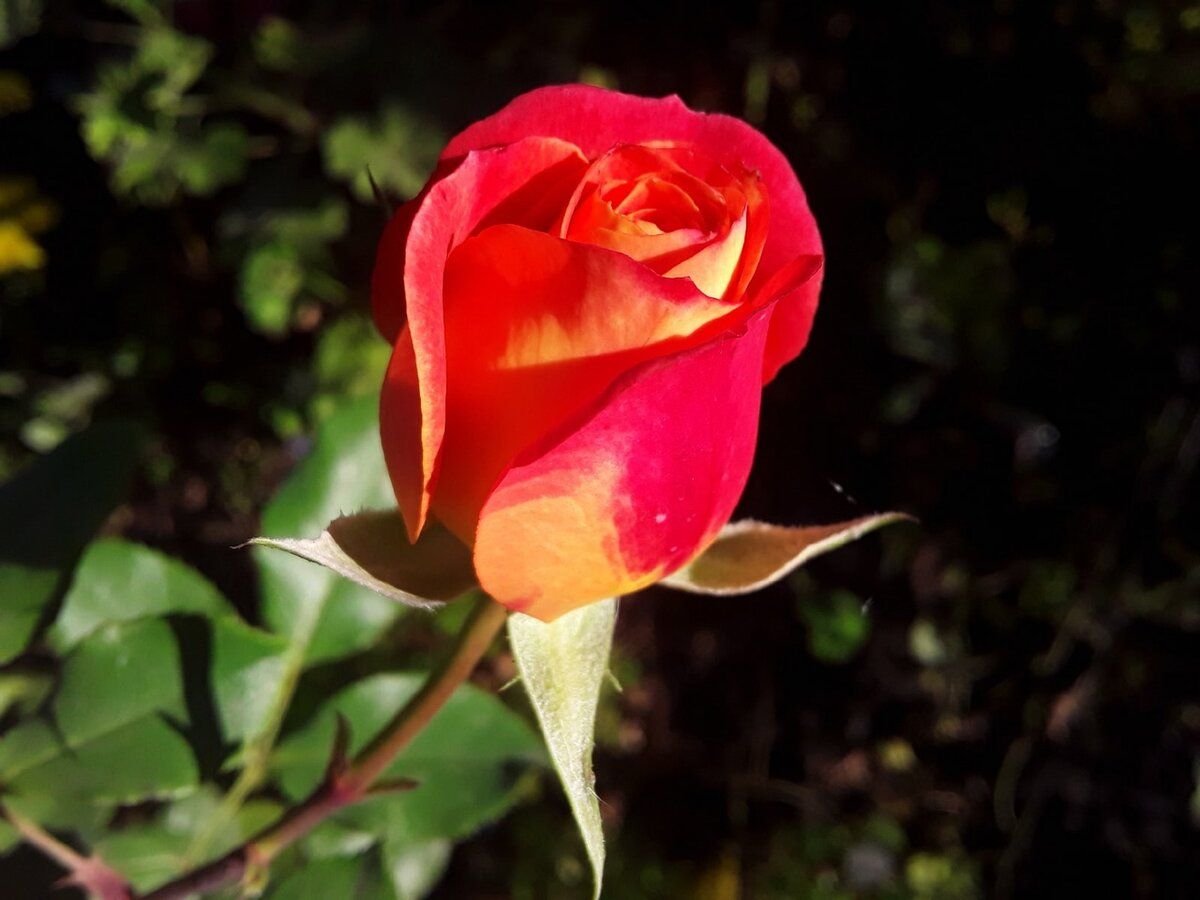 Сказочный сад из роз