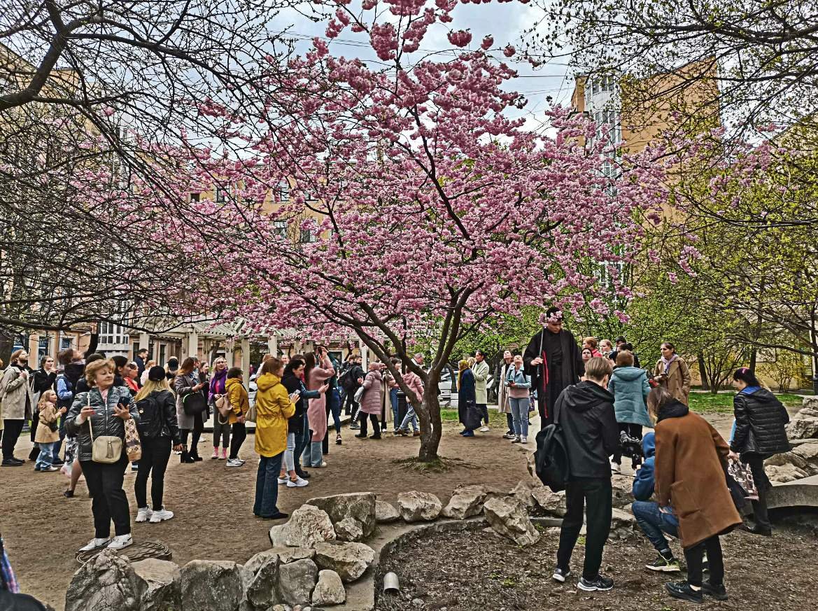 Сад дружбы в Санкт-Петербурге Сакура