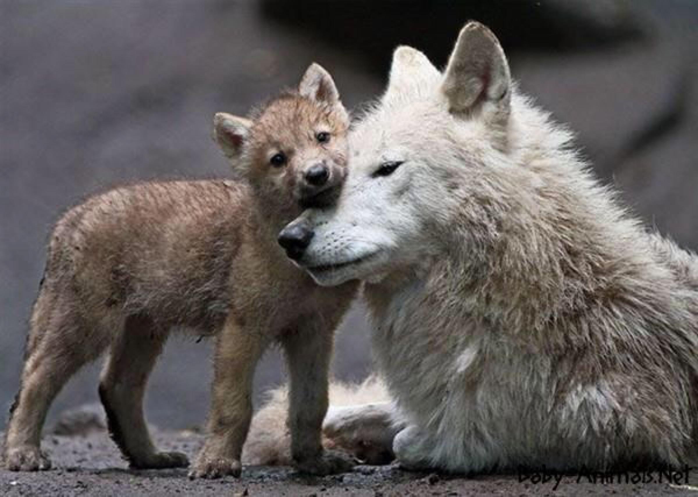 Логово волка волчица волчата