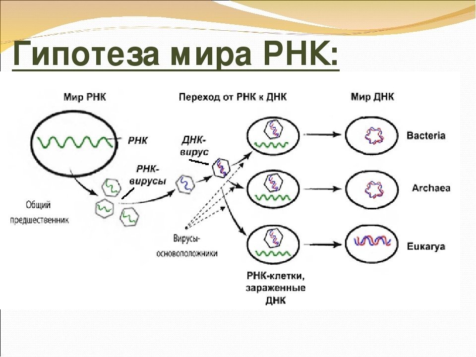 Последовательность цепи рнк. Гипотеза РНК мира. Мир РНК гипотеза кратко. Мир РНК теория происхождения жизни. Современная гипотеза мир РНК.