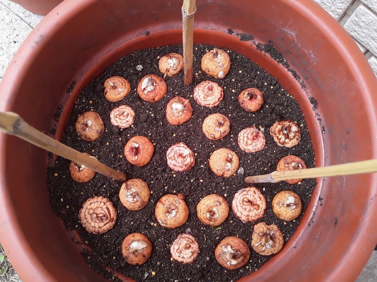 Посадка гладиолусов в горшки весной