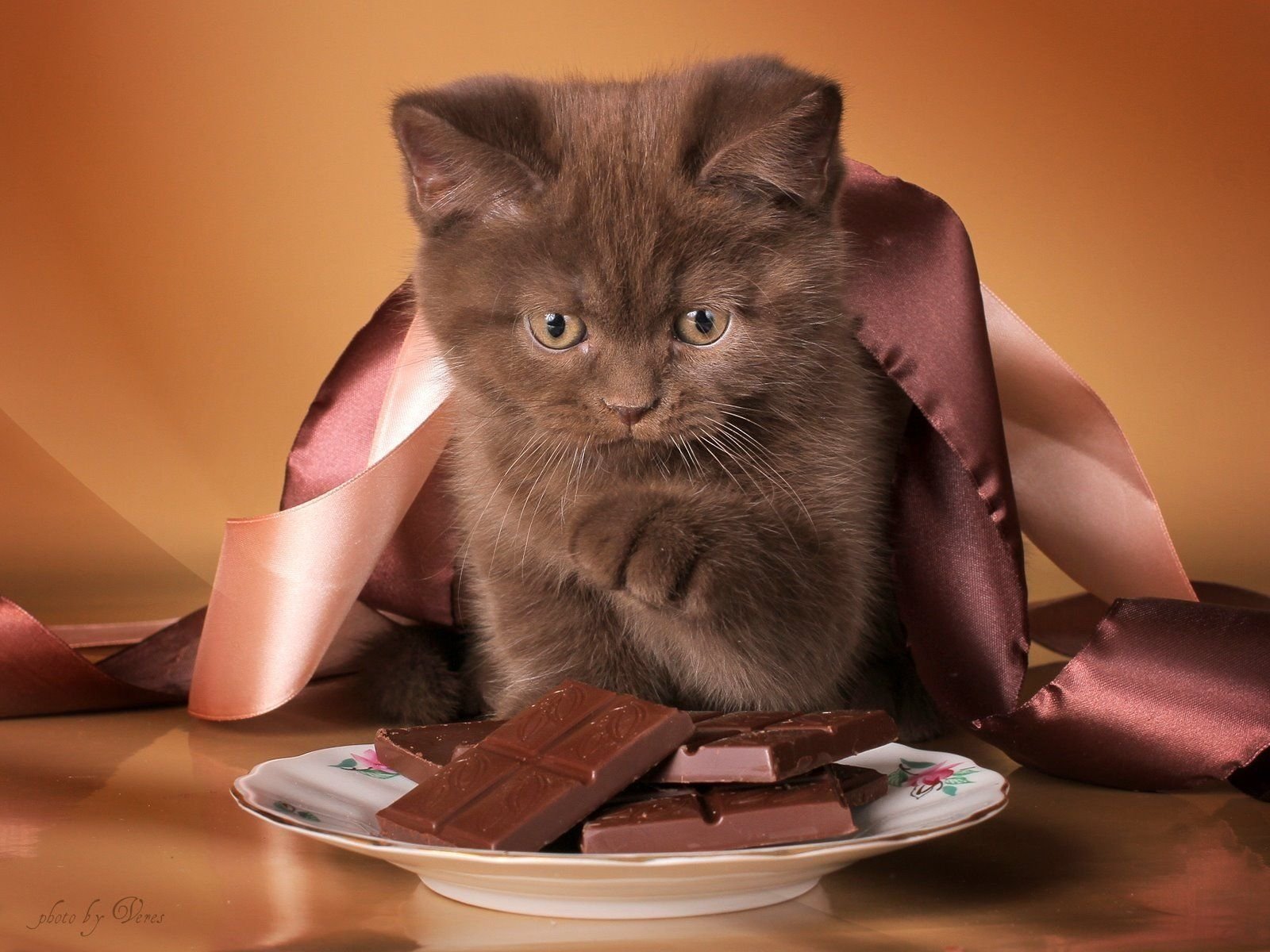 Коричневые коты. Кошка шоколадка. Шоколадный котенок. Кошка шоколадка. Кошка шоколадка.