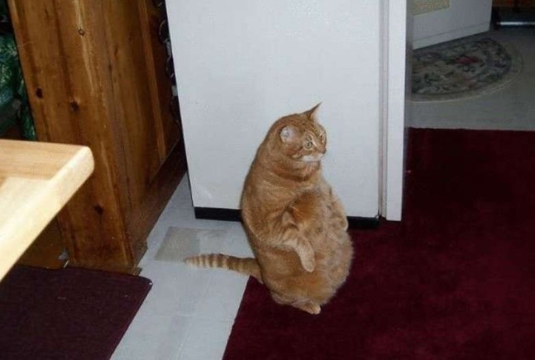 кот стоящий на задних лапах мем. кот стоит мем. ласка на задних лапах. кот стоящий на задних лапах мем. смешные фото животных до слёз.