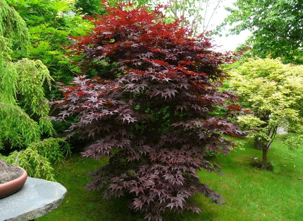 Деревья для сада. Клен веерный Бладгуд. Клен Acer palmatum Bloodgood. Клен пальмолистный Атропурпуреум. Клён дланевидный Bloodgood.