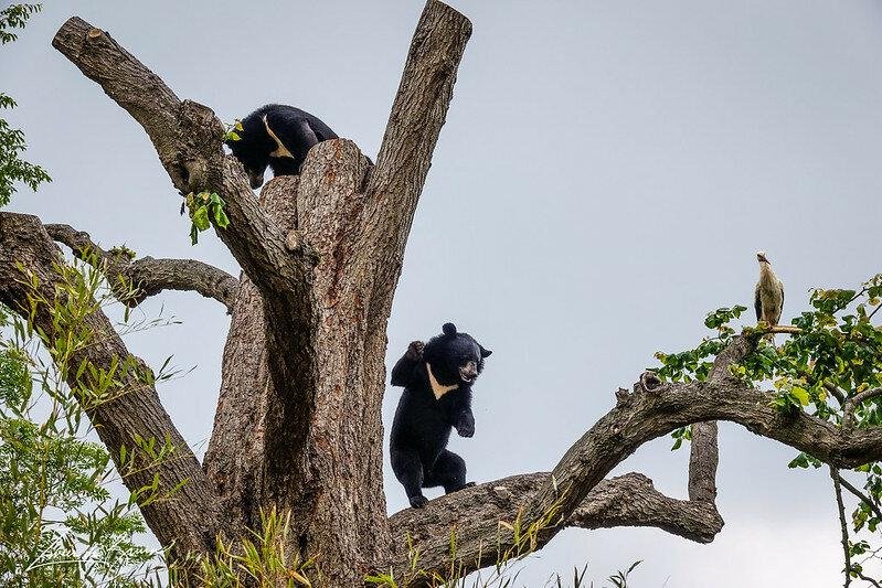 Гималайский медведь. Фото Zweer de Bruin (flickr.com)