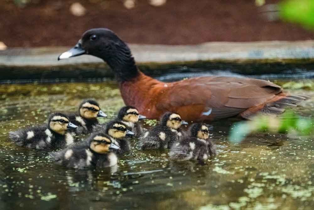 Duckling in a Zoo