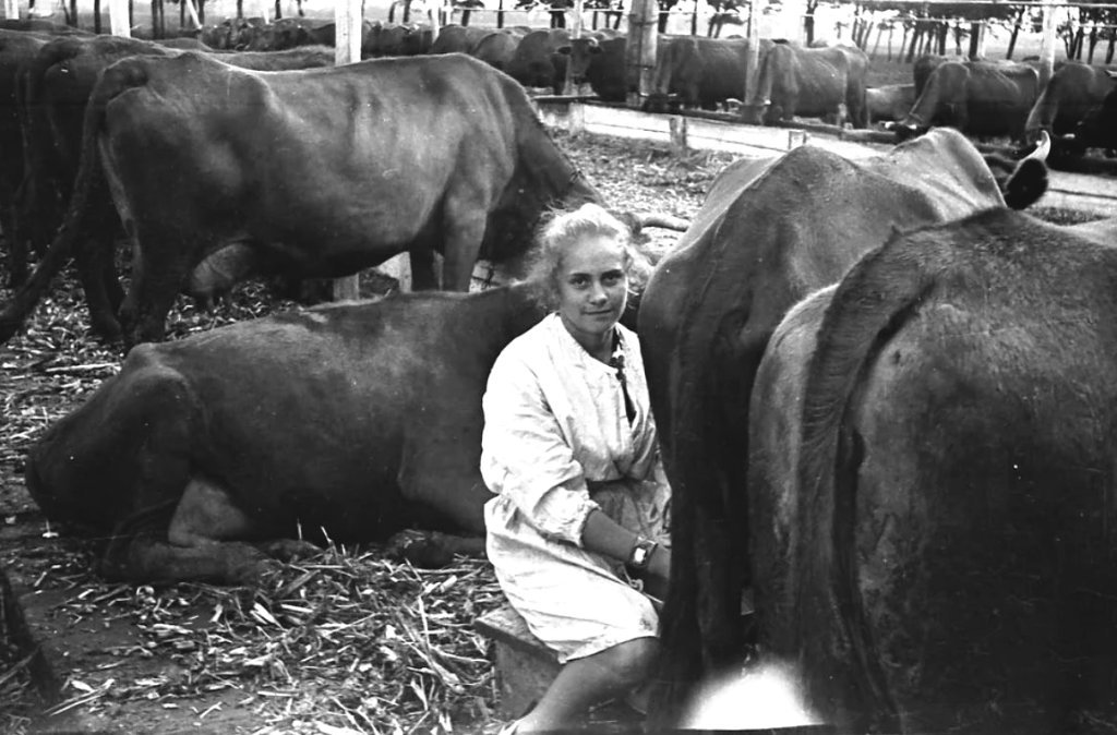 Судьба доярки. Доярка. Доярки СССР. Доярки ретро. Доярки из колхоза.