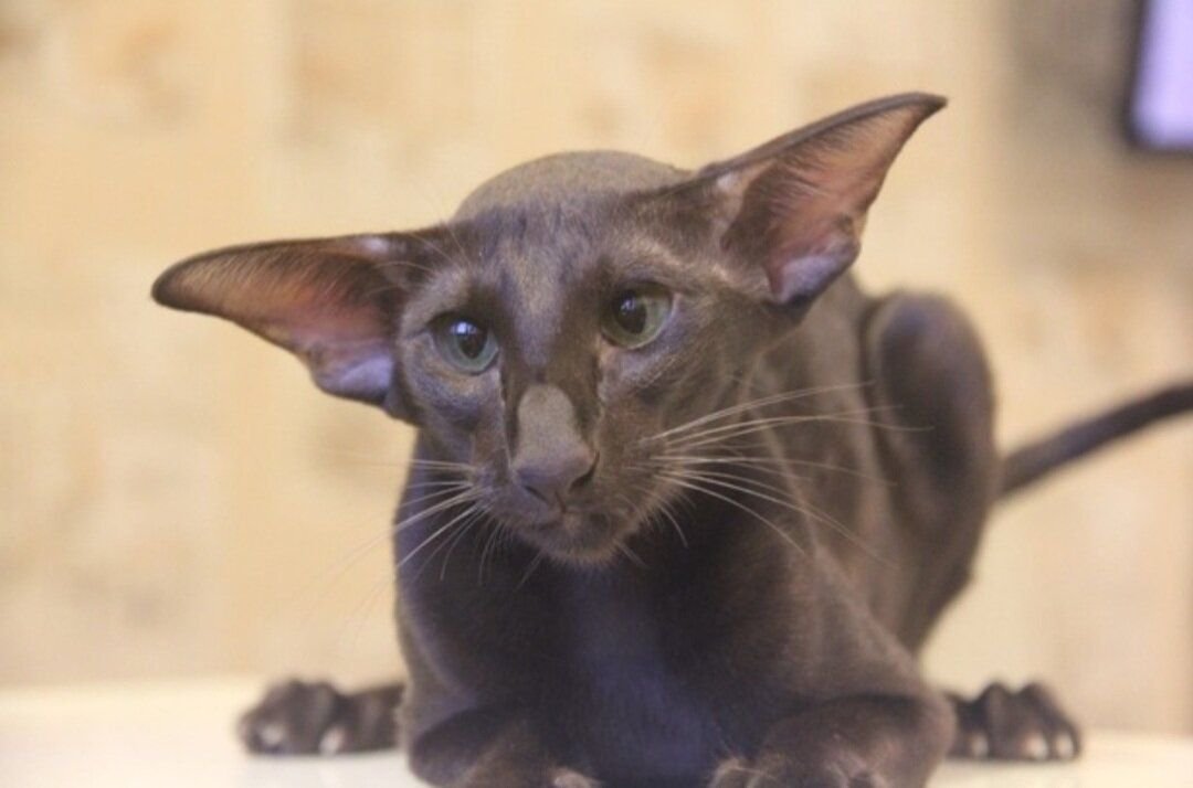 кот породы ориентал. ориентальная гавана браун. ориентал каштановый. ориентальная кошка. ориентальная кошка циннамон.