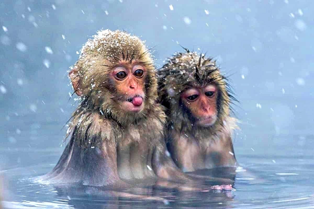 Группа обезьяны в теплой воде слушать. Японские макаки в горячих источниках зимой. Парк снежных обезьян Джигокудани. Макаки в Японии в термальных источниках. Японские мартышки в горячих источниках.