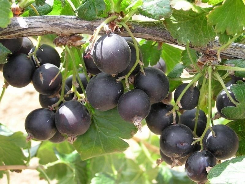 гибрид смородины и крыжовника йошта. йошта бесшипный. смородина йошта. смородина с крыжовником. смородина с крыжовником.