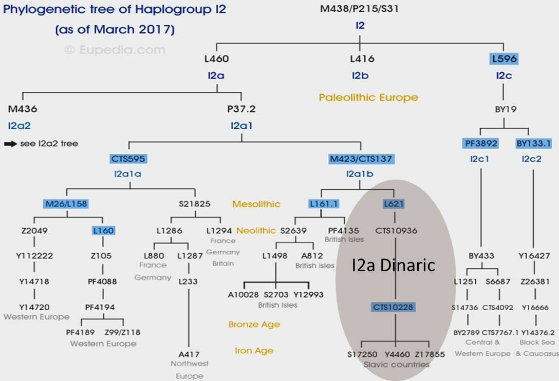 Гаплогруппа r1a древо. Гаплогруппа i1 дания. Гаплогруппа i2a-m423. I2 b 1. (3/b-b/b-1):b/b-1.