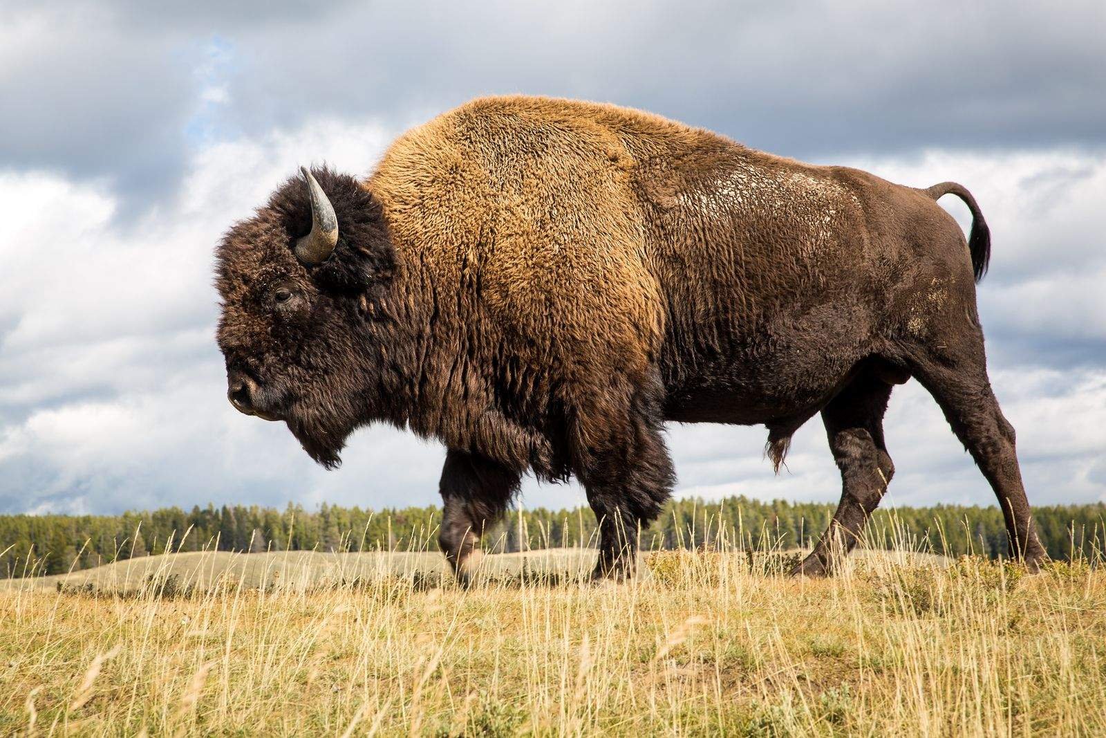 Bison Bison Bison