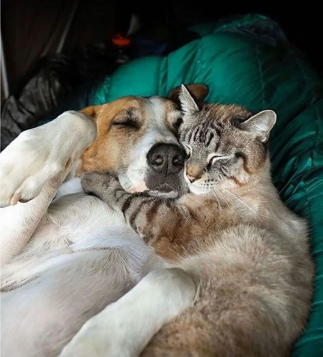 фотографии собак и кошек вместе