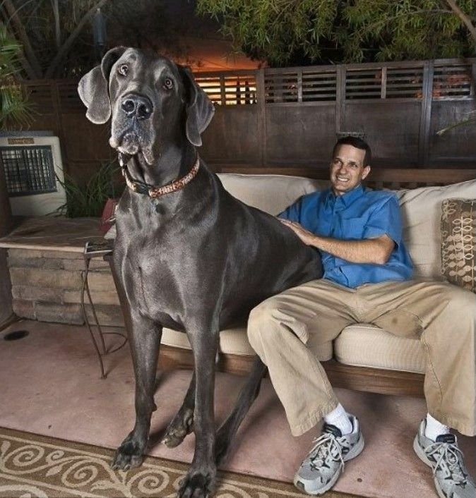 Самая большая собака в мире фото порода рост название и вес