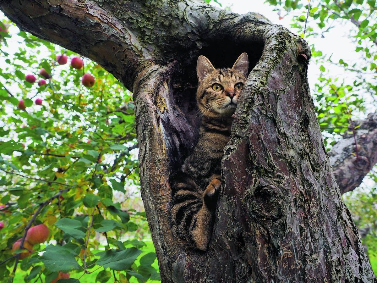 Кото поля. Кот на дереве. Котенок на дереве. Коты на деревьях. Кот в дупле.