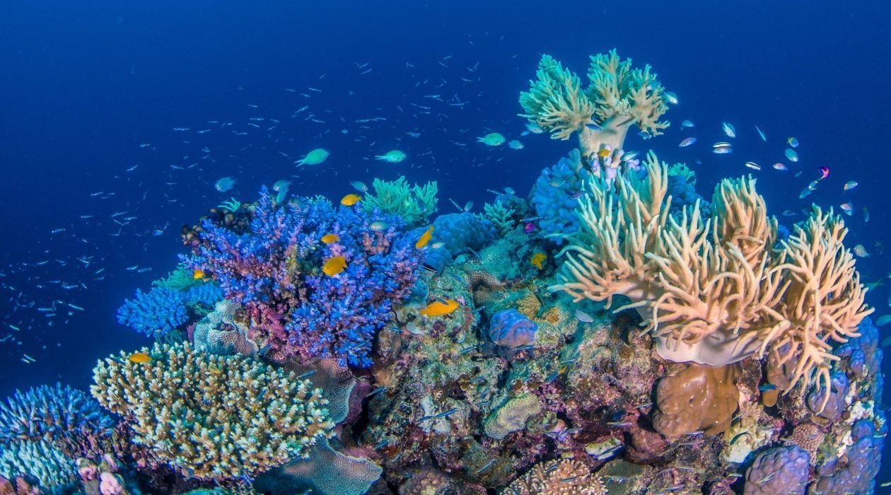 Коралловый риф сбоку