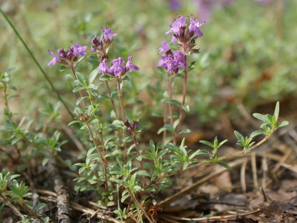 Тимьян это. Тимьян ползучий (Thymus serpyllum). Тимьян ползучий (Thýmus serpýllum). Тимьян (чабрец) ползучий (Thymus serpyllum). Тимьян Альба.