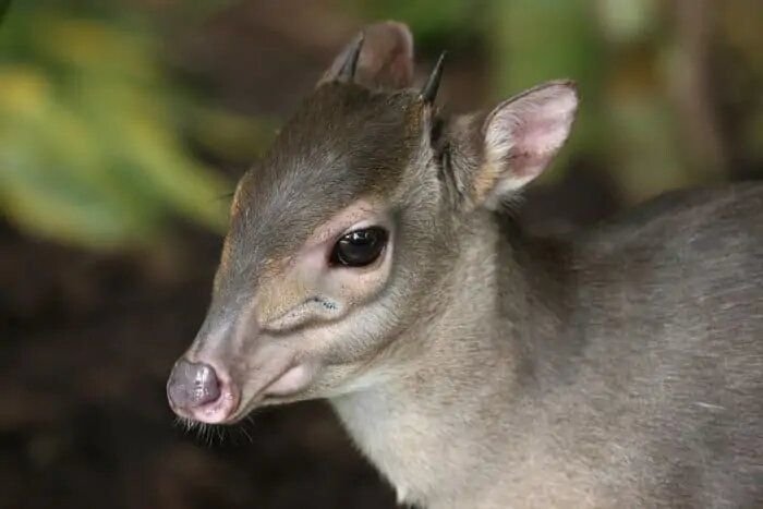 Blue Duiker