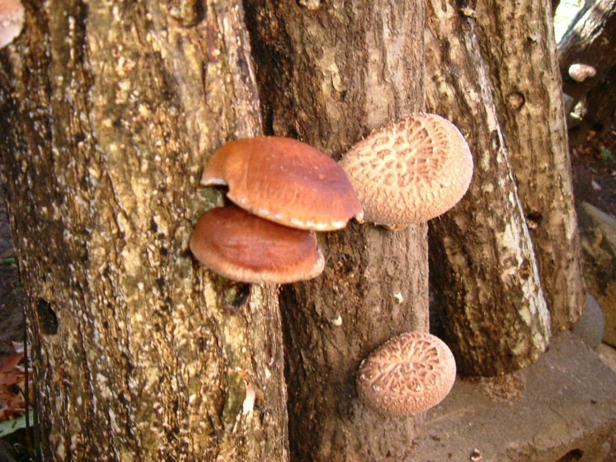 Шиитаке Lentinula edodes