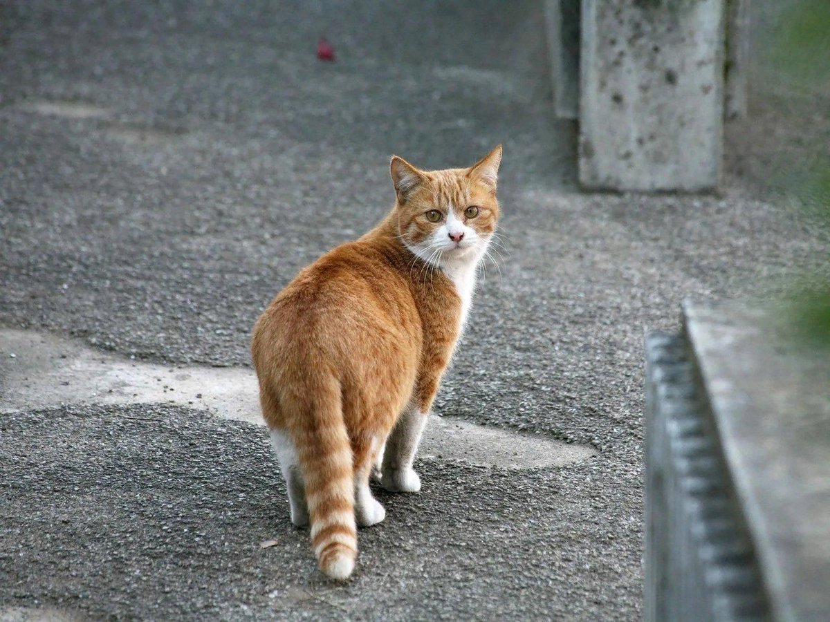 Кошка пошла. Кот на улице. Уличные коты. Рыжий дворовый кот. Рыжий кот на улице.