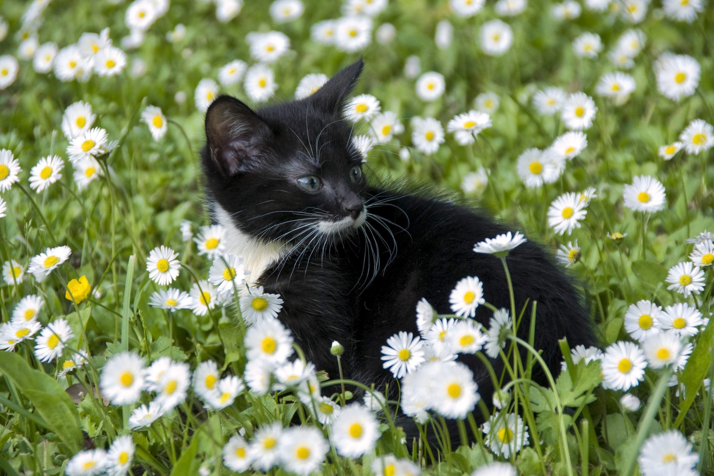 Кот в ромашках