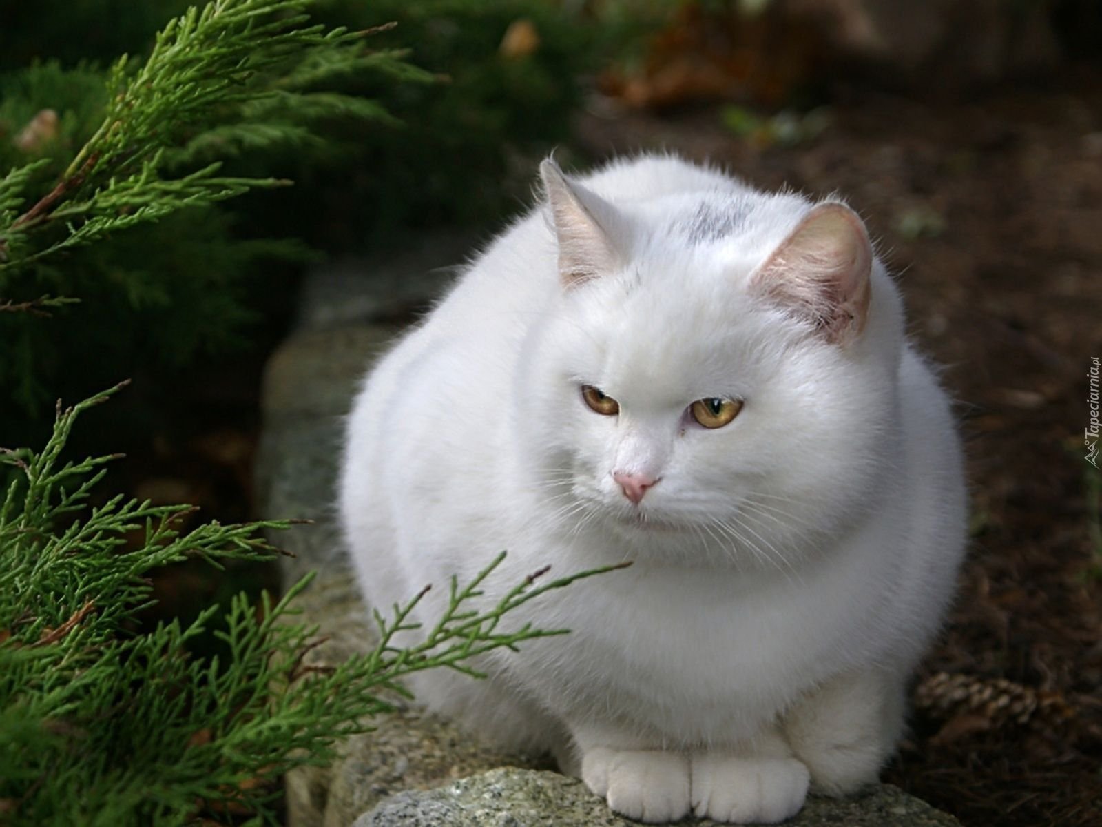 Беленькая кошечка