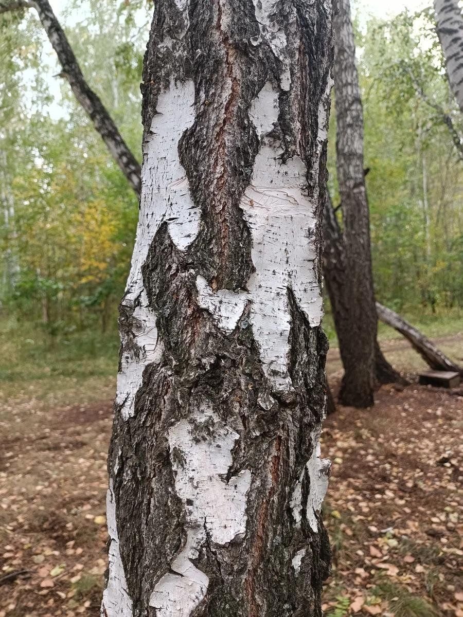 Березка картинка черно белая